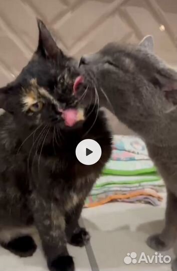 Котик человечный дружен с собаками и кошками