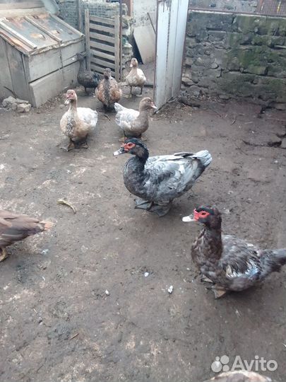 Мускусные утки тяжелые линии