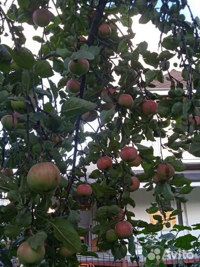 Яблоки домашние