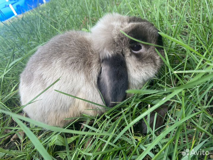 Декоративные кролики вислоухие