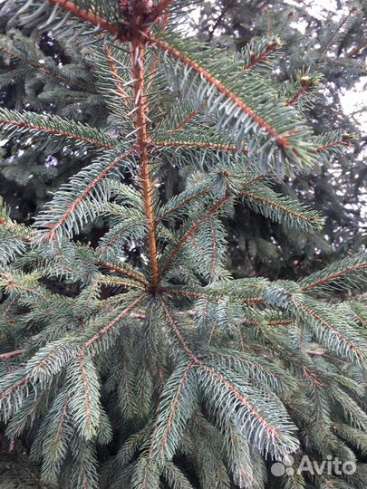 Продам Ели высота 6-7 метров
