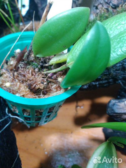 Pleurothallis орхидеи