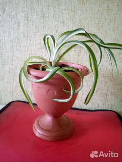 Хлорофитум кудрявый