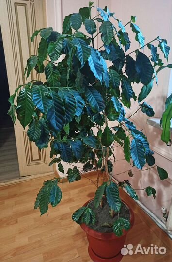 Кофейное дерево арабика
