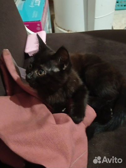 Кошка в дар бесплатно