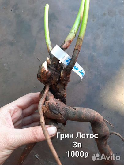 Пион Грин лотос