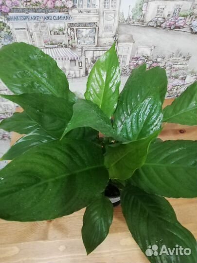 Спатифиллум (крупные листья) начинает цвести