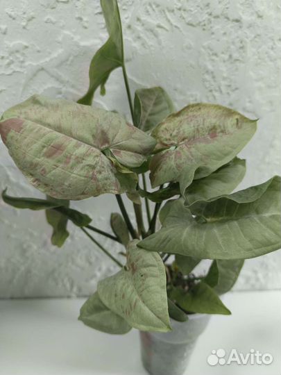 Хойя карноза Триколор