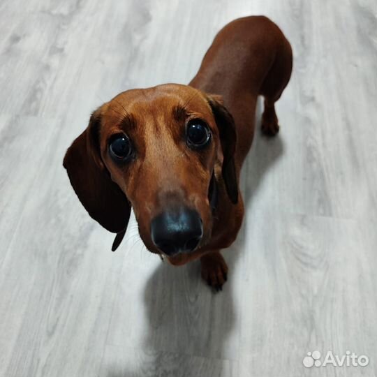 Передержка собак. читайте описание