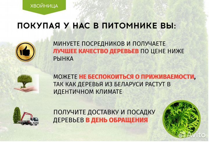 Туя в ассортименте Смарагд,Брабант,Колумна 1,5-1,8