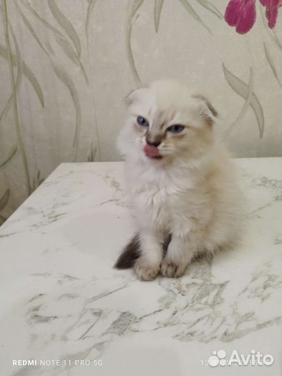 Кошки