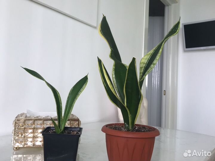 Сансевиерия Блэк голд, Ложки мини, Футура Суперба