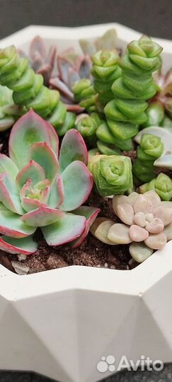 Флорариум из суккулентов. В наличии