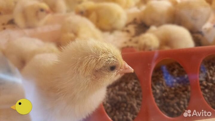 Цыплята бройлеры суточные Кобб 500 Венгрия