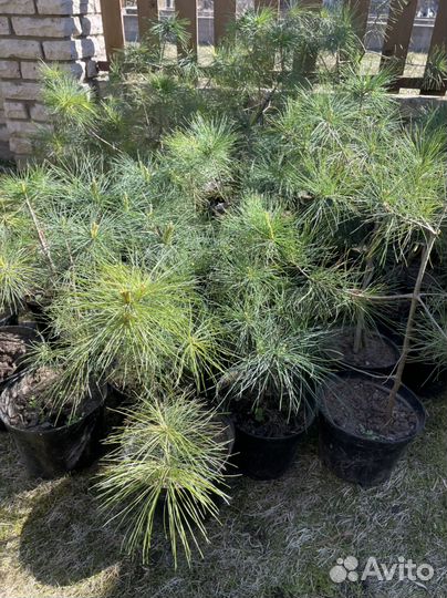 Сосна Веймутова