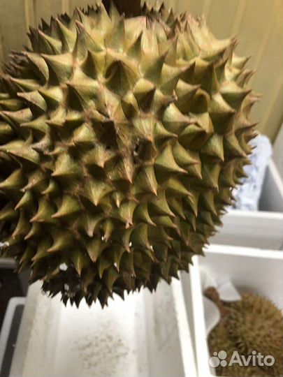 Дуриан 1 кг