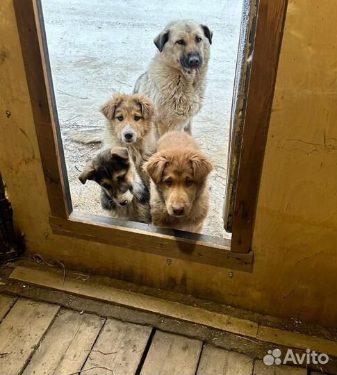 Щенки - смертники