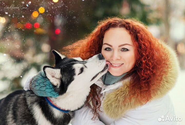 Собаки Хаски для фотосессий