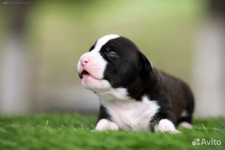 Щенки амстаффа