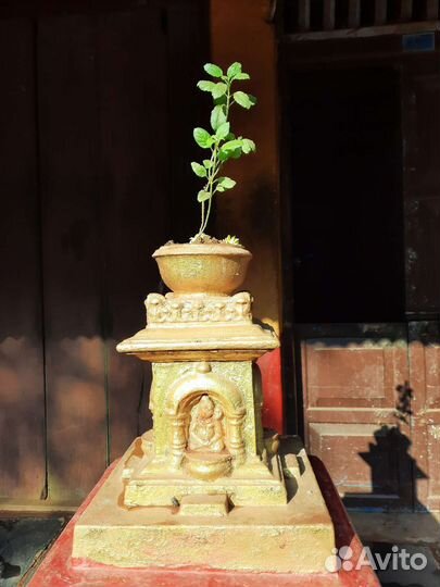 Семена Туласи (Tulsi, Tulasi)