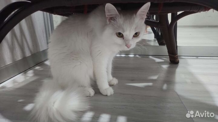 Кошки в добрые руки бесплатно