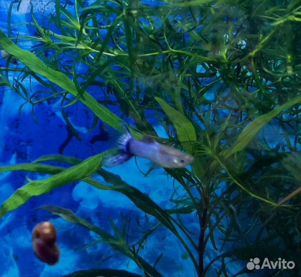 Гуппи, меченосцы, улитки