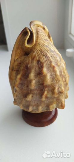Ракушка морская,сувенир с Кубы