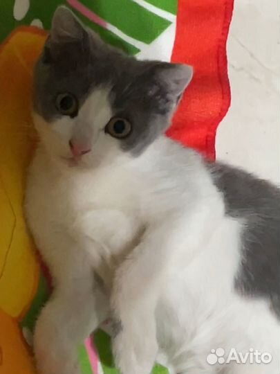 Кошки в добрые руки