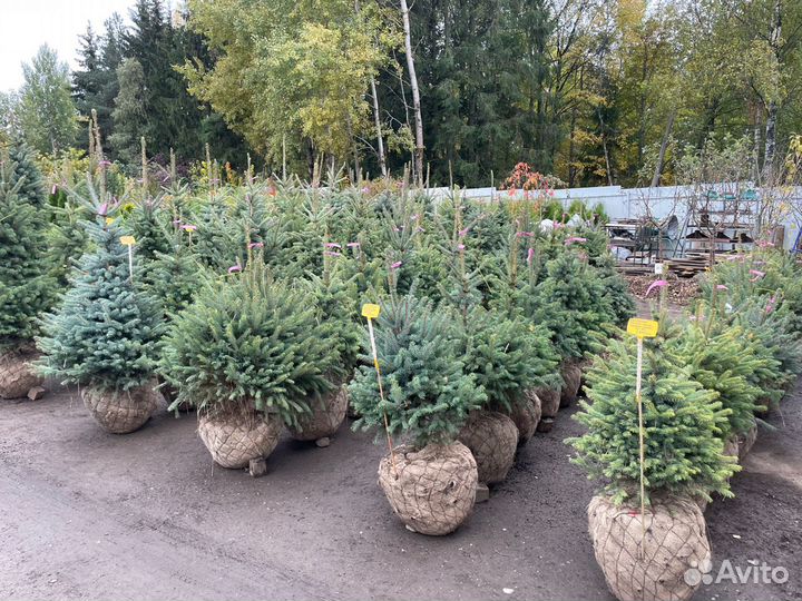 Саженцы ели. Ель голубая 