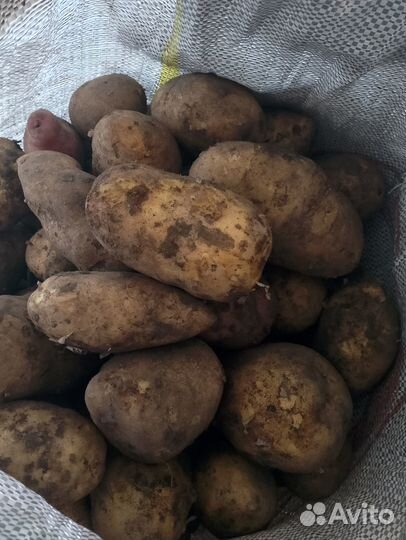 Продам картофель