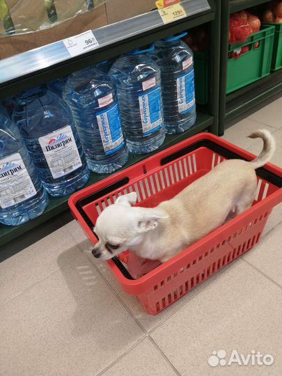 Выгул собак