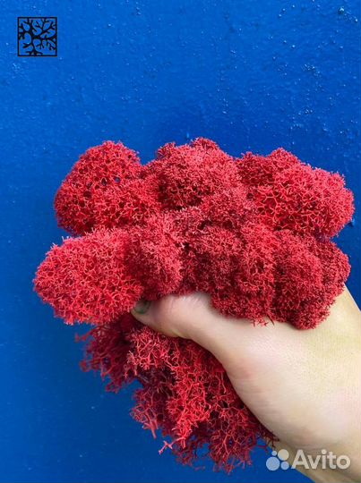 Стабилизированный мох, 500г, цвет Тёмно-зелёный