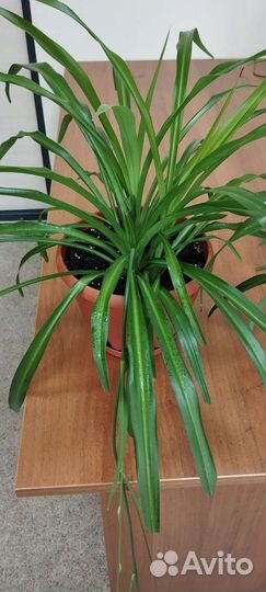 Хлорофитум хохлатый и полосатый