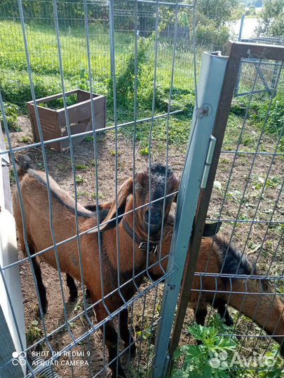 Козочка чехо- альпийская