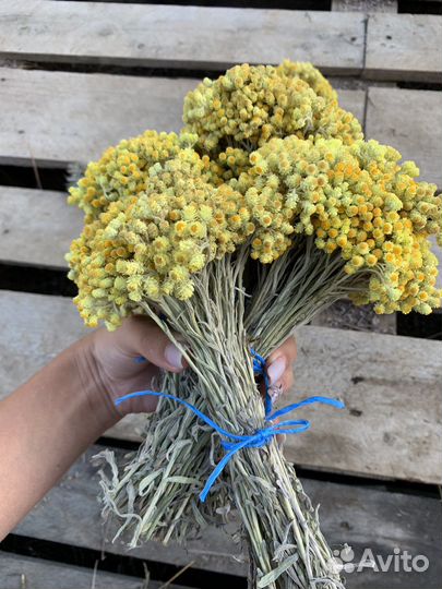 Бессмертник