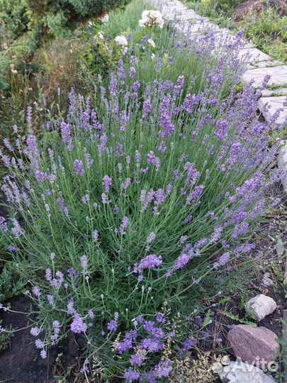 Лаванда
