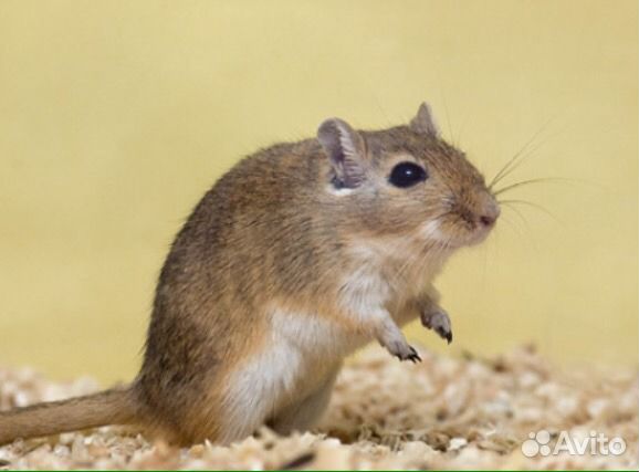 Монгольская (когтистая) песчанка