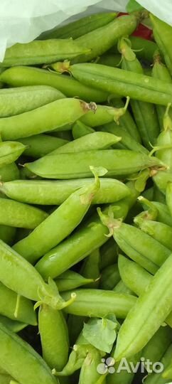 Урожай с дачи