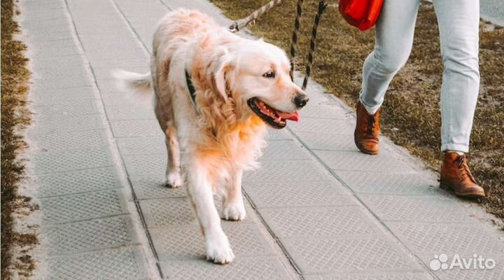 Выгул собак