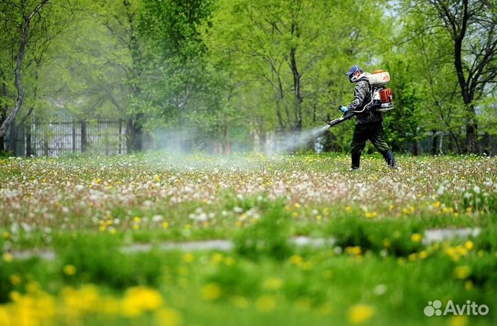 Уничтожение клопов тараканов грызунов