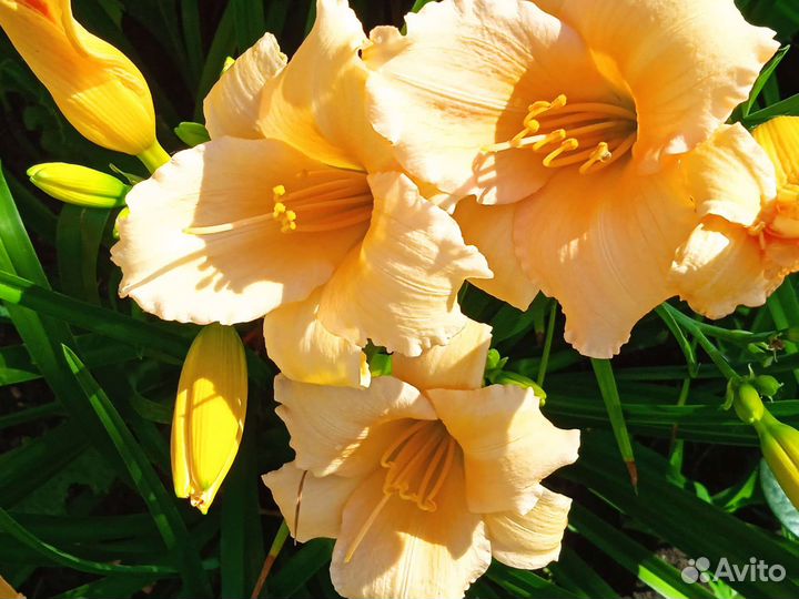 Лилейники сортовые