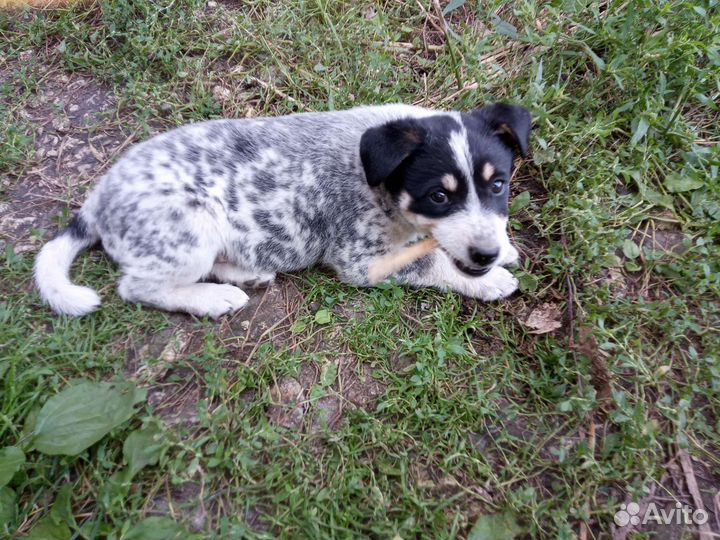 Щенки в добрые руки