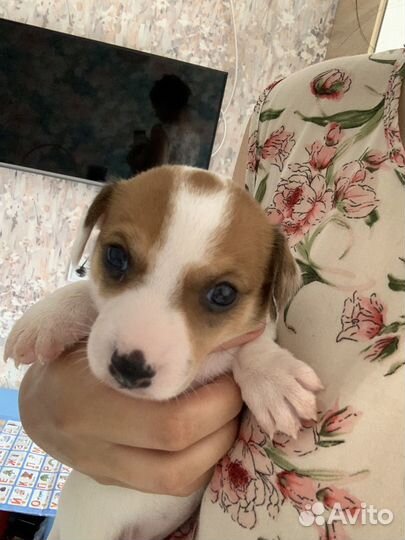 Джек рассел терьер