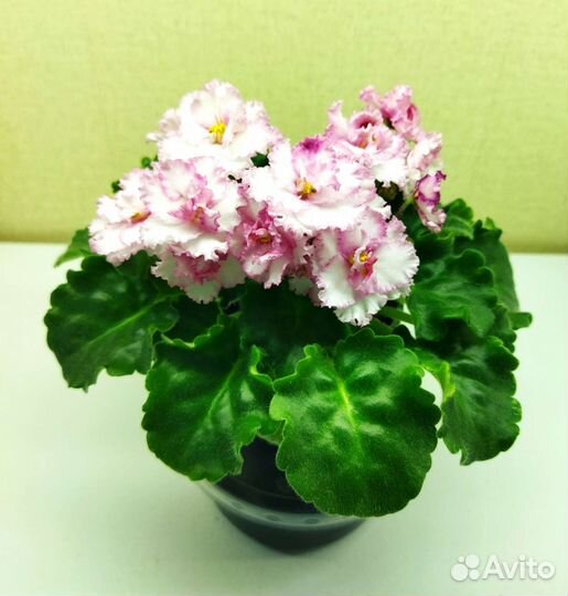 Цветущие фиалки