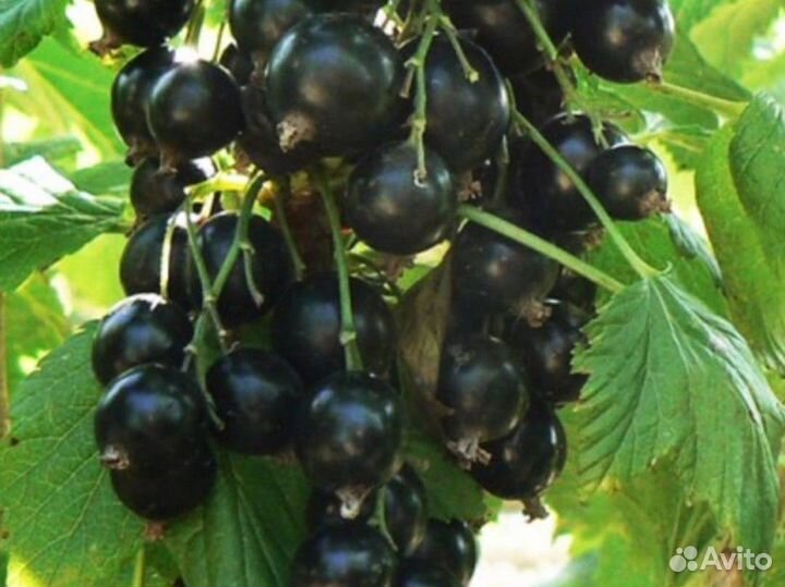 Саженцы черной смородины