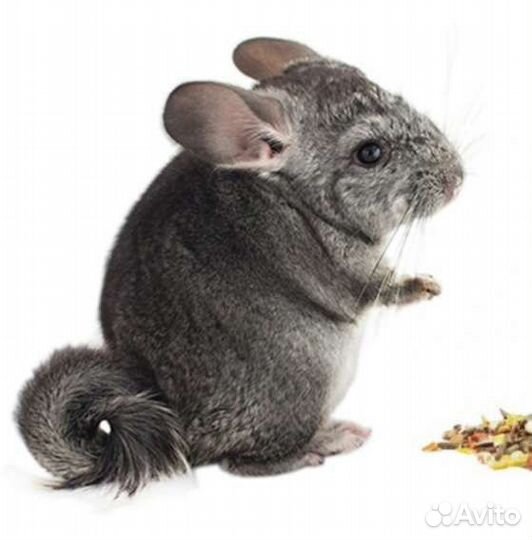 Шиншилла