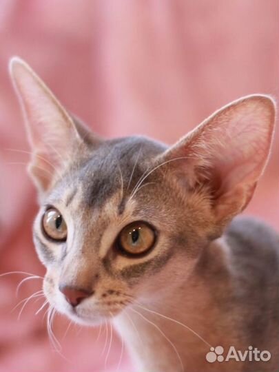 Абиссинский котенок мальчик голубой супер