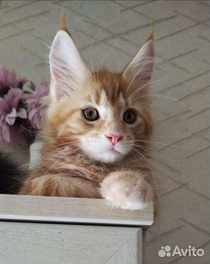 Котята Мейн-куны