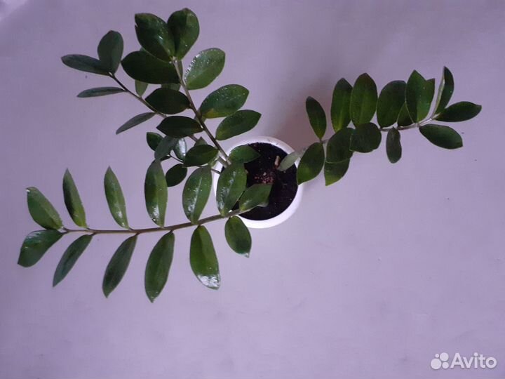 Замиокулькас