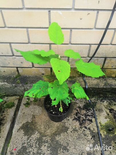 Гортензия древовидная анабель